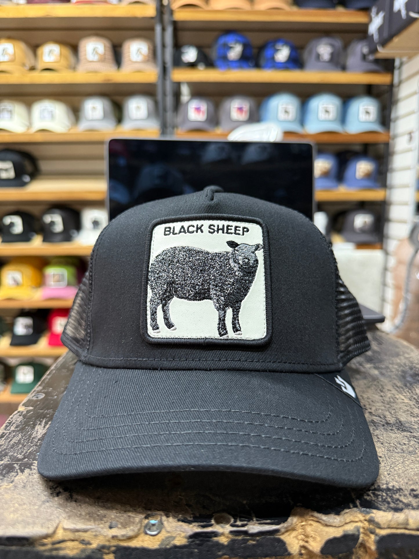 BLACK SHEEP