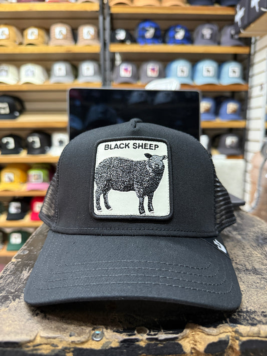 BLACK SHEEP